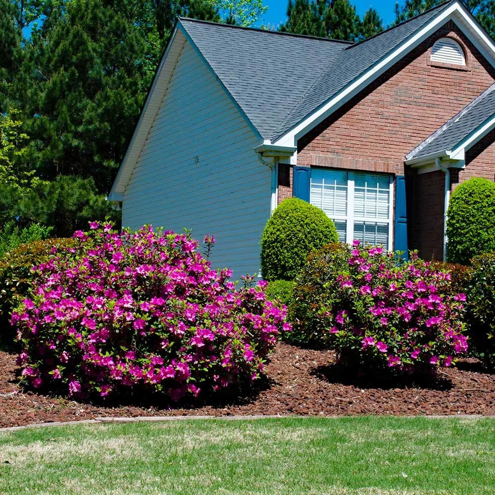 Autumn Royalty Azalea Shrub - 3 Gallon image 2