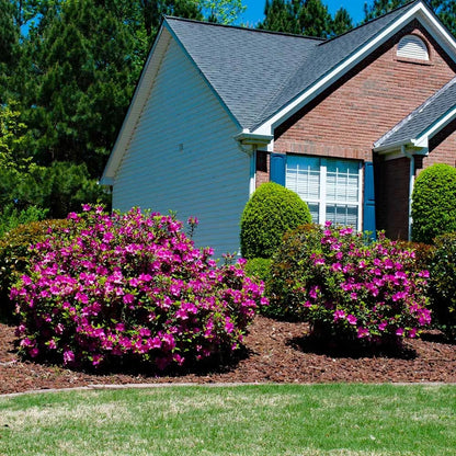 Autumn Royalty Azalea Shrub - 3 Gallon image 2