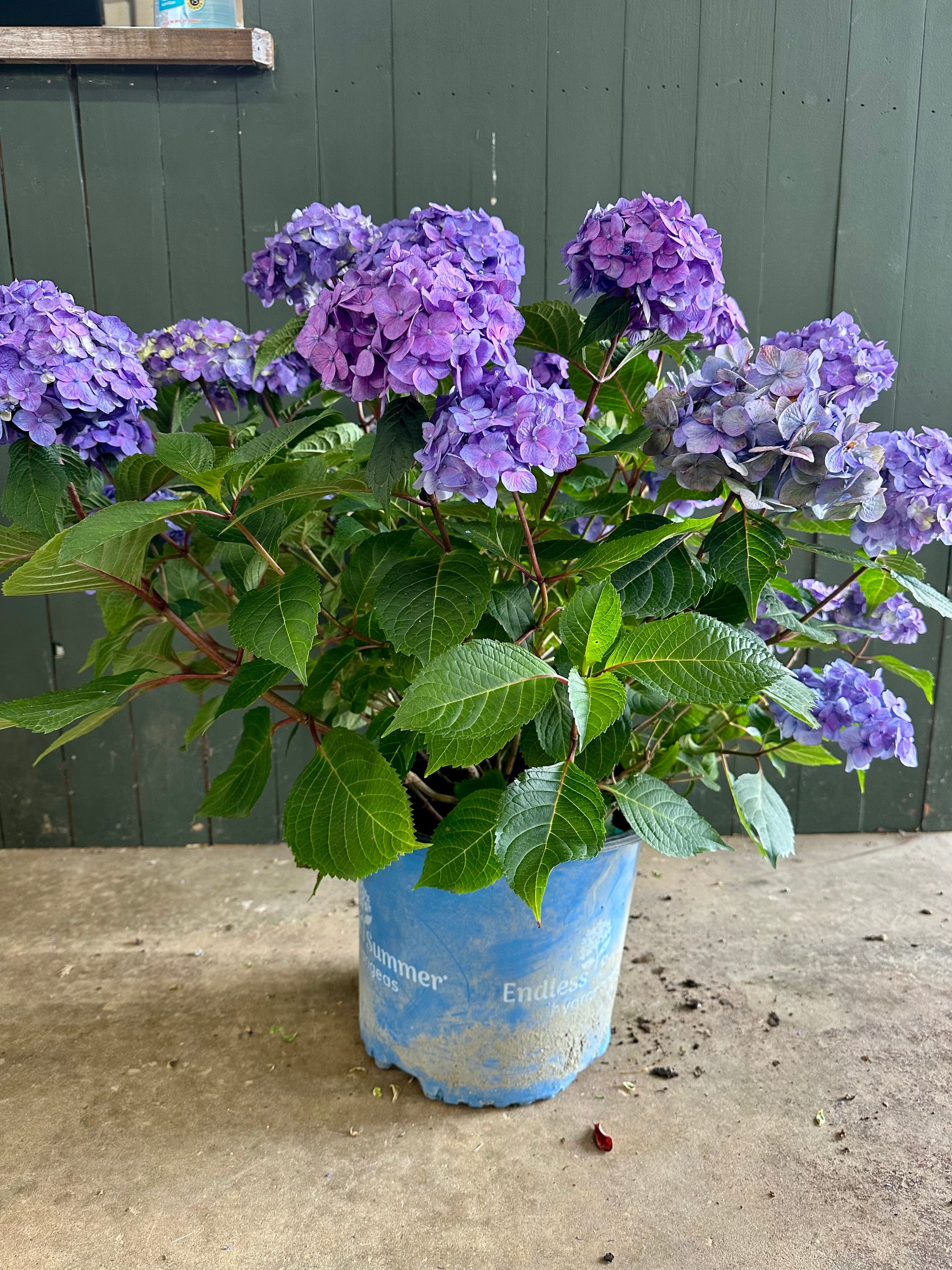 Endless Summer 'The Original' Hydrangea Shrub image 1