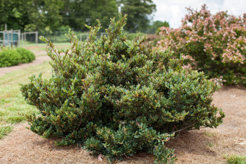 Coppertone Distylium Shrub - 3 Gallon image 2