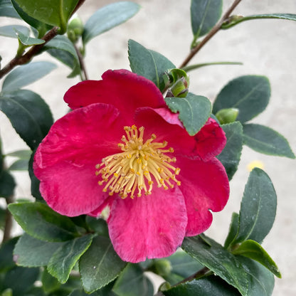 Yuletide Camellia Shrub image 3
