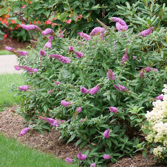 Pugster Pinker® Butterfly Bush - 3 Gallon image 0