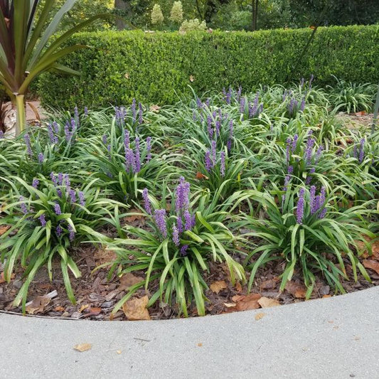 Big Blue Liriope Perennial image 0