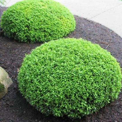Soft Touch Holly Shrub - 3 Gallon image 0