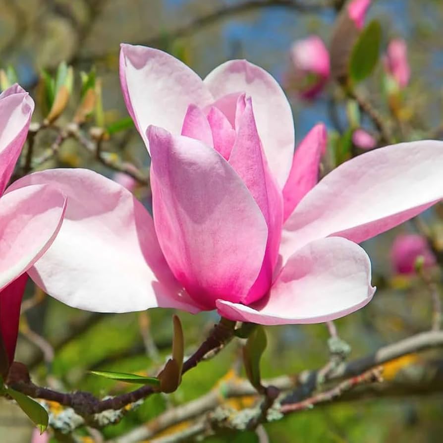Jane Magnolia - 3 Gallon