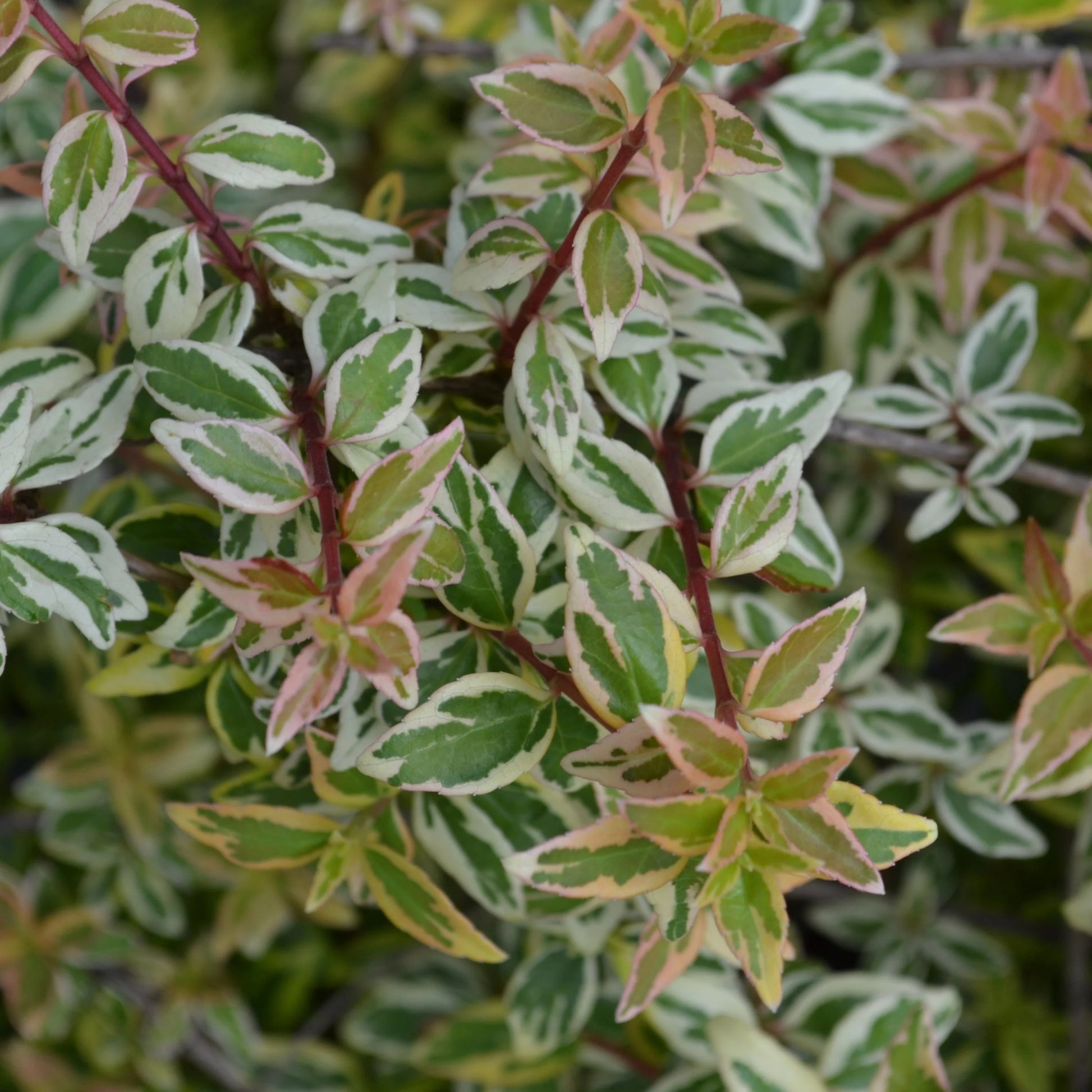 Confetti Abelia Shrub - 3 Gallon image 2
