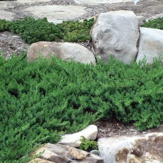 Blue Pacific Juniper - 3 Gallon