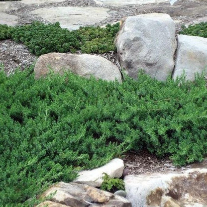 Blue Pacific Juniper - 3 Gallon