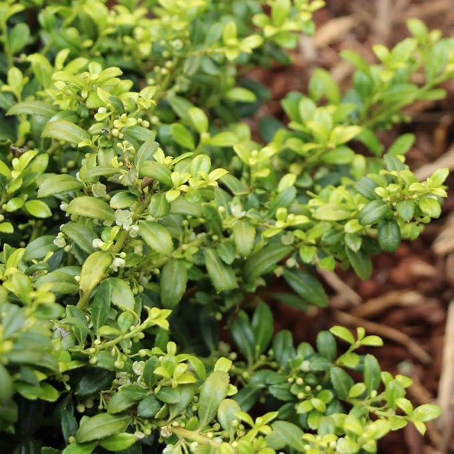 Soft Touch Holly Shrub - 3 Gallon image 2