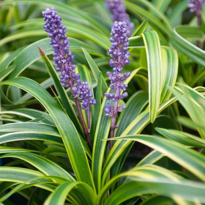 Variegated Liriope Perennial - 1 Gallon