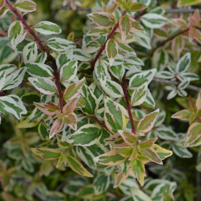Radiance Abelia Shrub - 3 Gallon image 2