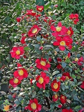 Yuletide Camellia Shrub image 2
