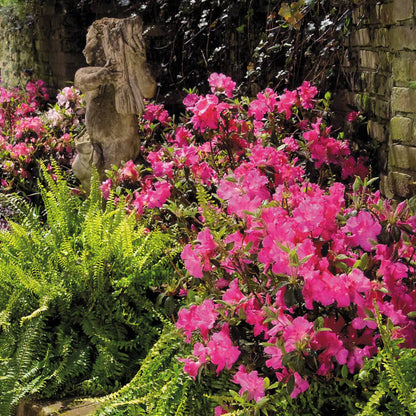 Autumn Sangria Azalea Shrub - 3 Gallon image 0