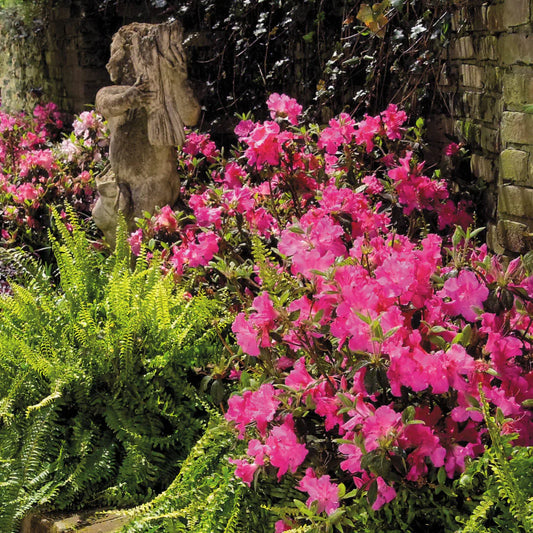 Autumn Sangria Azalea Shrub - 3 Gallon image 0