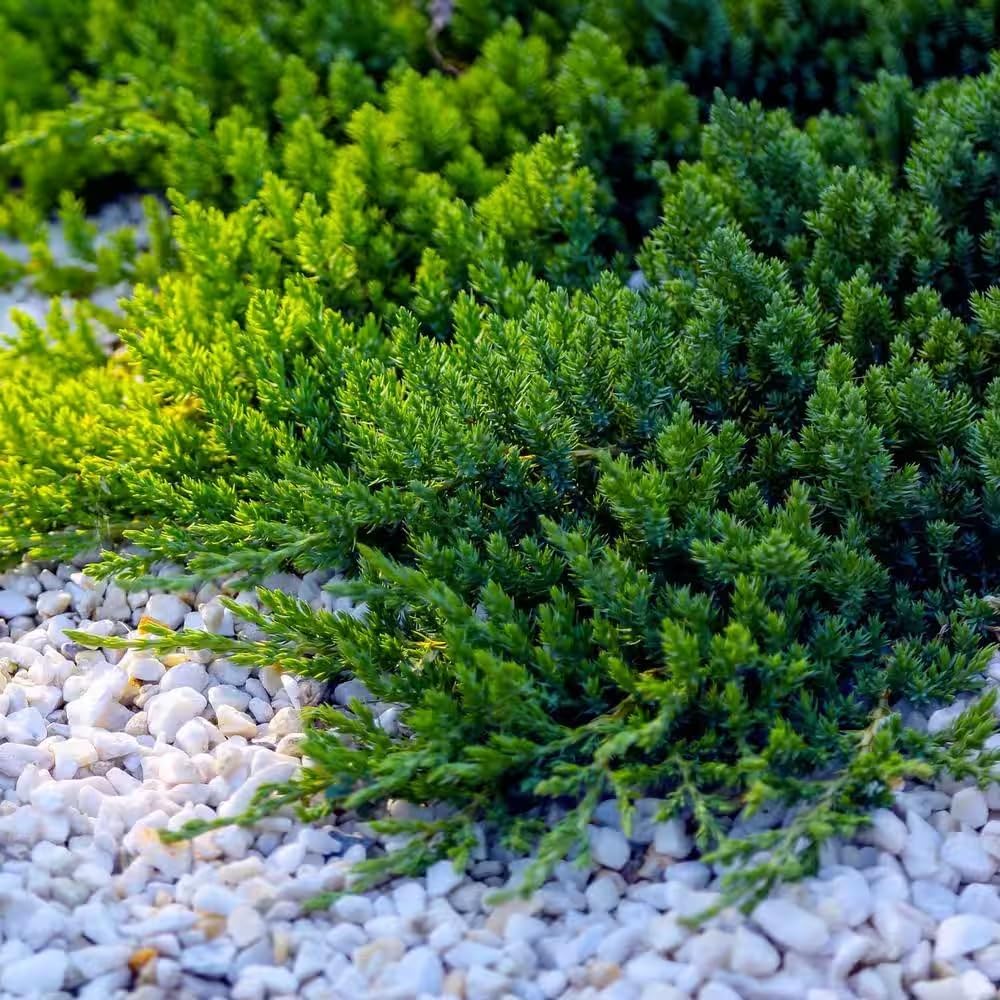 Blue Pacific Juniper - 3 Gallon
