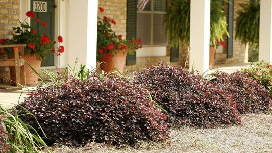 Purple Pixie® Loropetalum - 3 Gallon