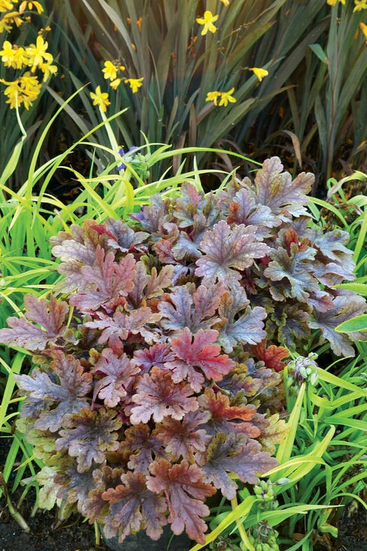 Buttered Rum Heucherella - 1 Gallon