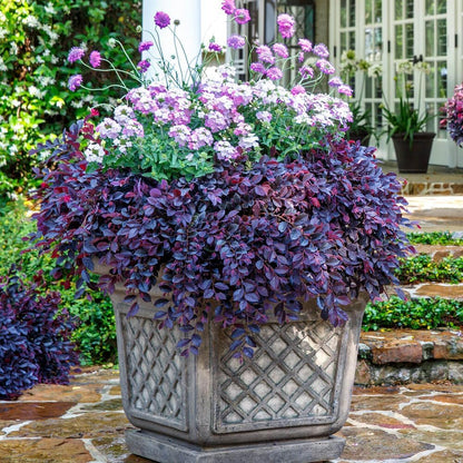 Purple Pixie® Loropetalum - 3 Gallon