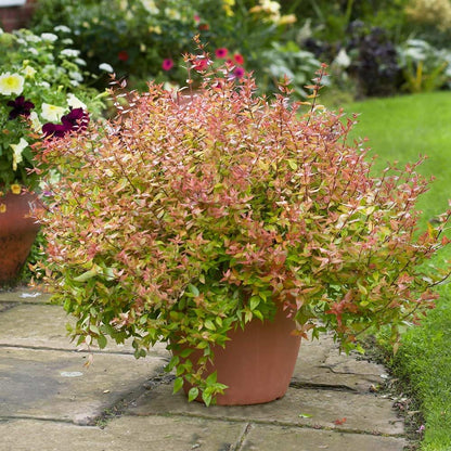 Kaleidoscope Abelia - 3 Gallon