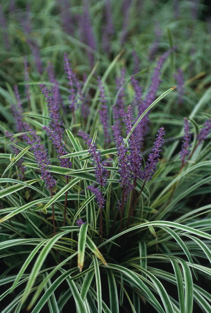 Variegated Liriope Perennial - 1 Gallon (2 Pack) image 0
