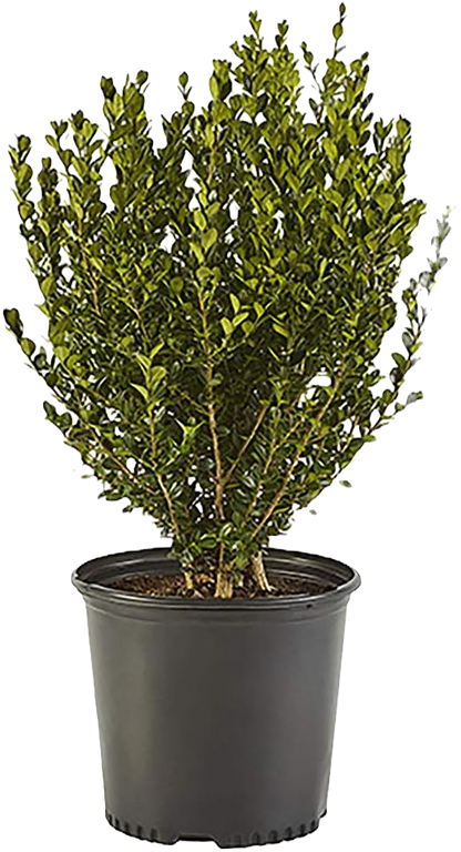 Wintergreen Boxwood Shrub image 1