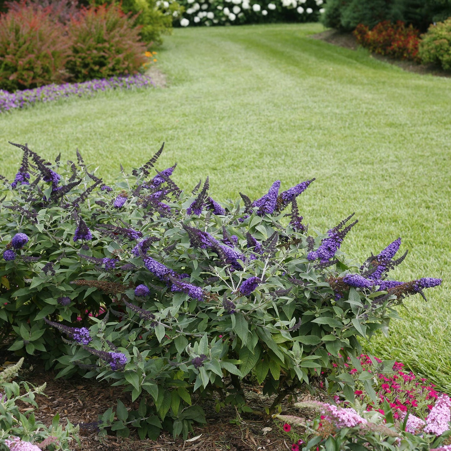 Pugster Blue® Dwarf Butterfly Bush - 3 Gallon image 2