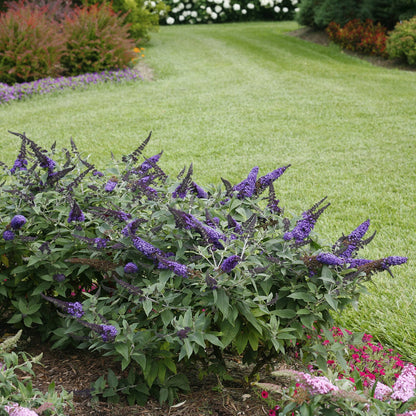 Pugster Blue® Dwarf Butterfly Bush - 3 Gallon image 2
