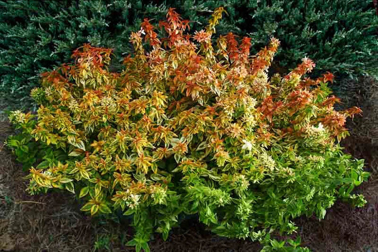 Kaleidoscope Abelia Shrub - 3 Gallon image 0