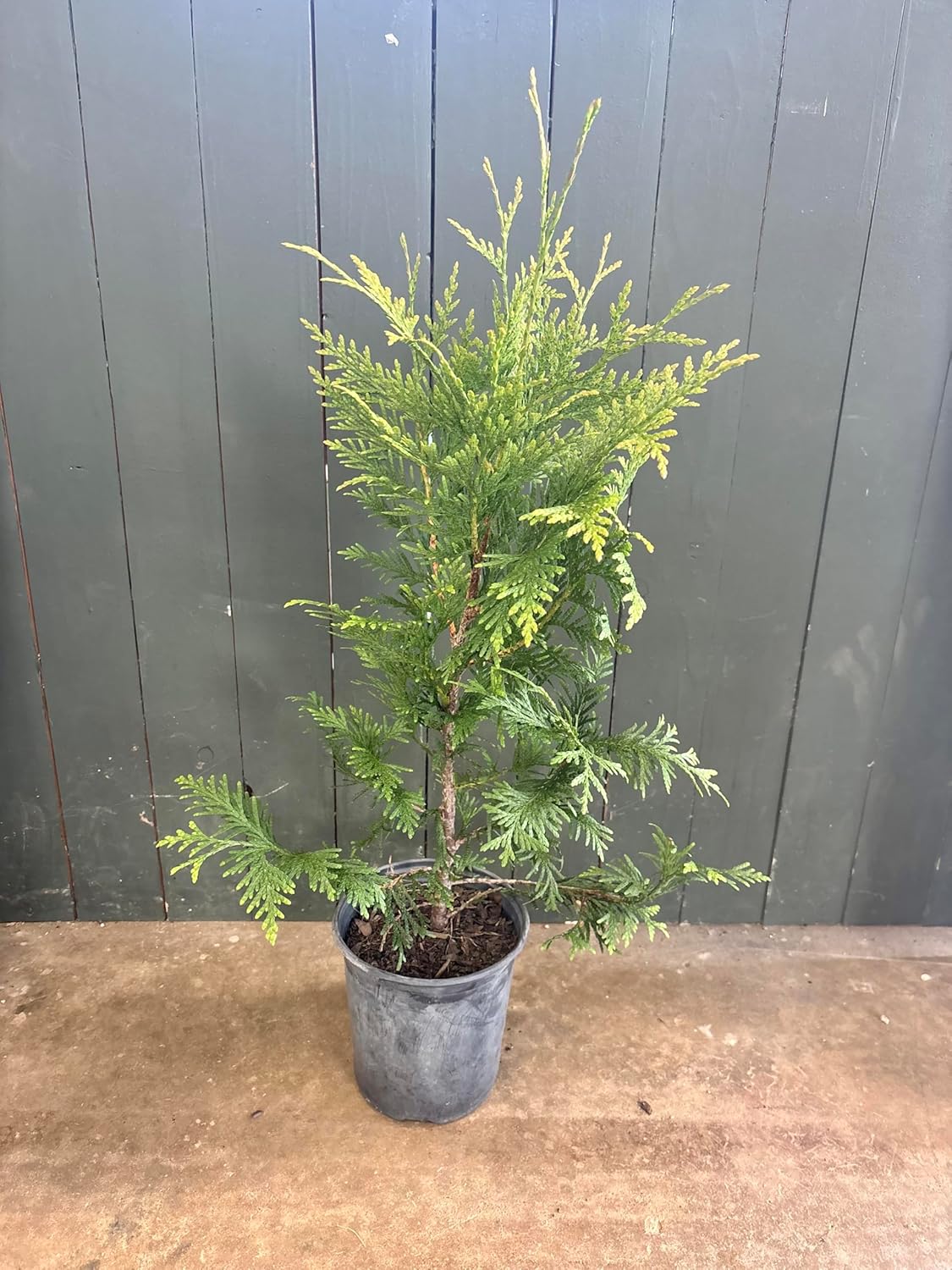 Thuja Green Giant Arborvitae