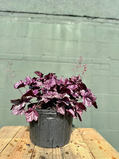 Coral Bells Obsidian Heuchera - 3 Gallon