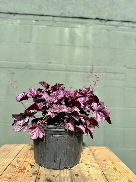 Coral Bells Obsidian Heuchera - 3 Gallon