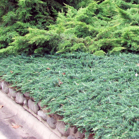 Blue Pacific Juniper - 3 Gallon