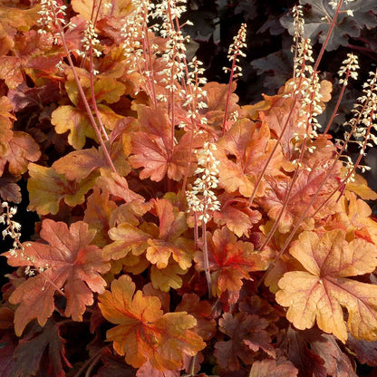 Buttered Rum Heucherella - 1 Gallon