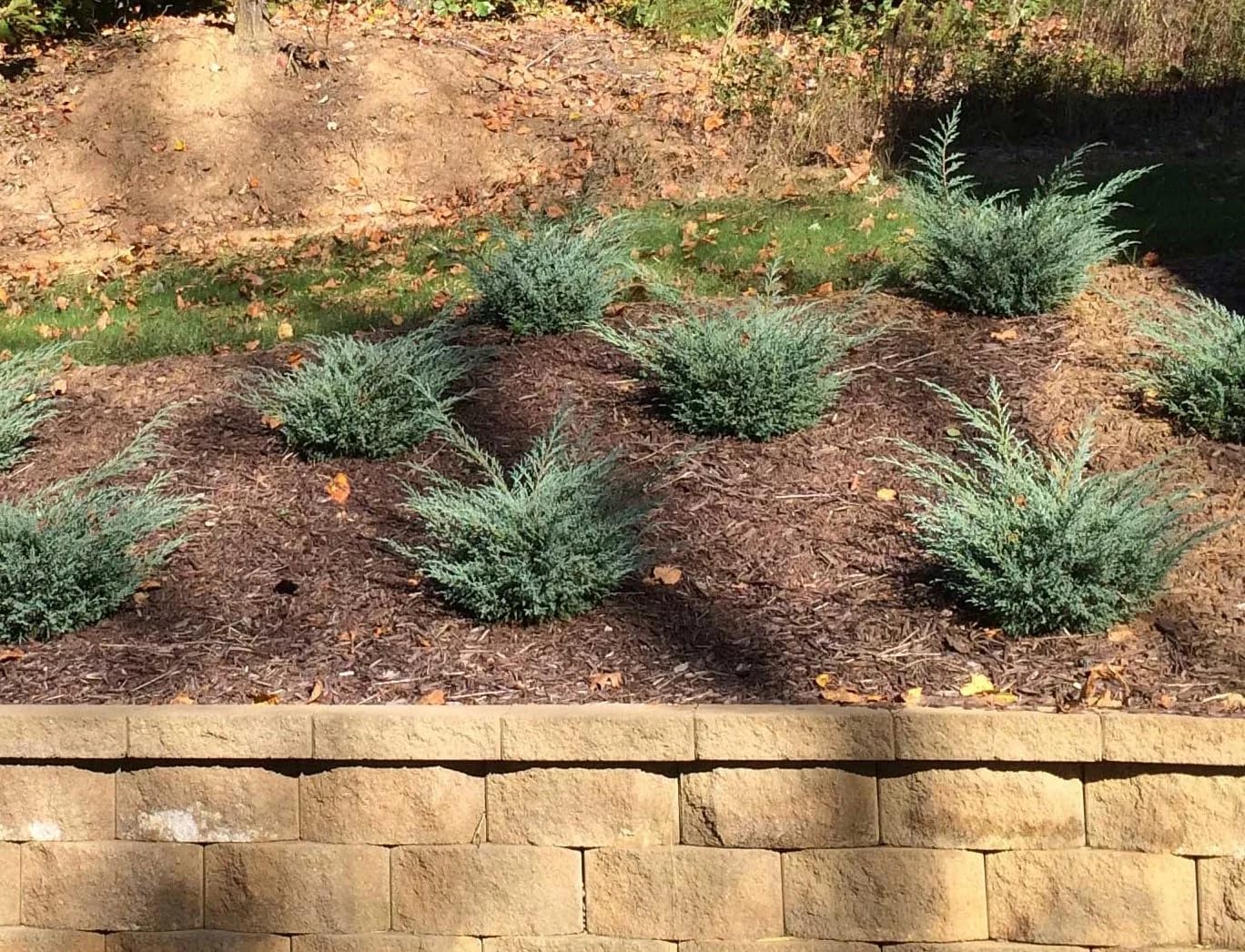 Blue Pacific Juniper - 3 Gallon