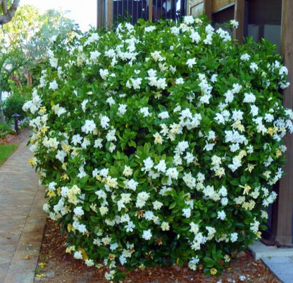 August Beauty Gardenia - 3 Gallon