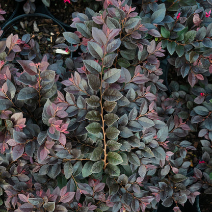 Cerise Charm Loropetalum Shrub - 3 Gallon image 3