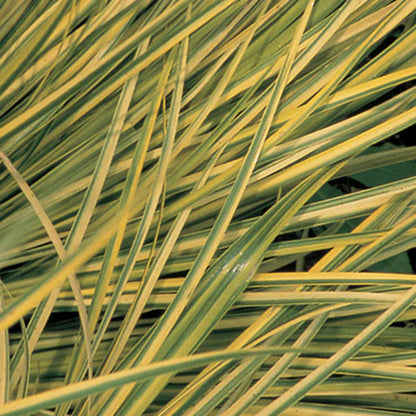 Golden Variegated Sweet Flag Perennial image 3