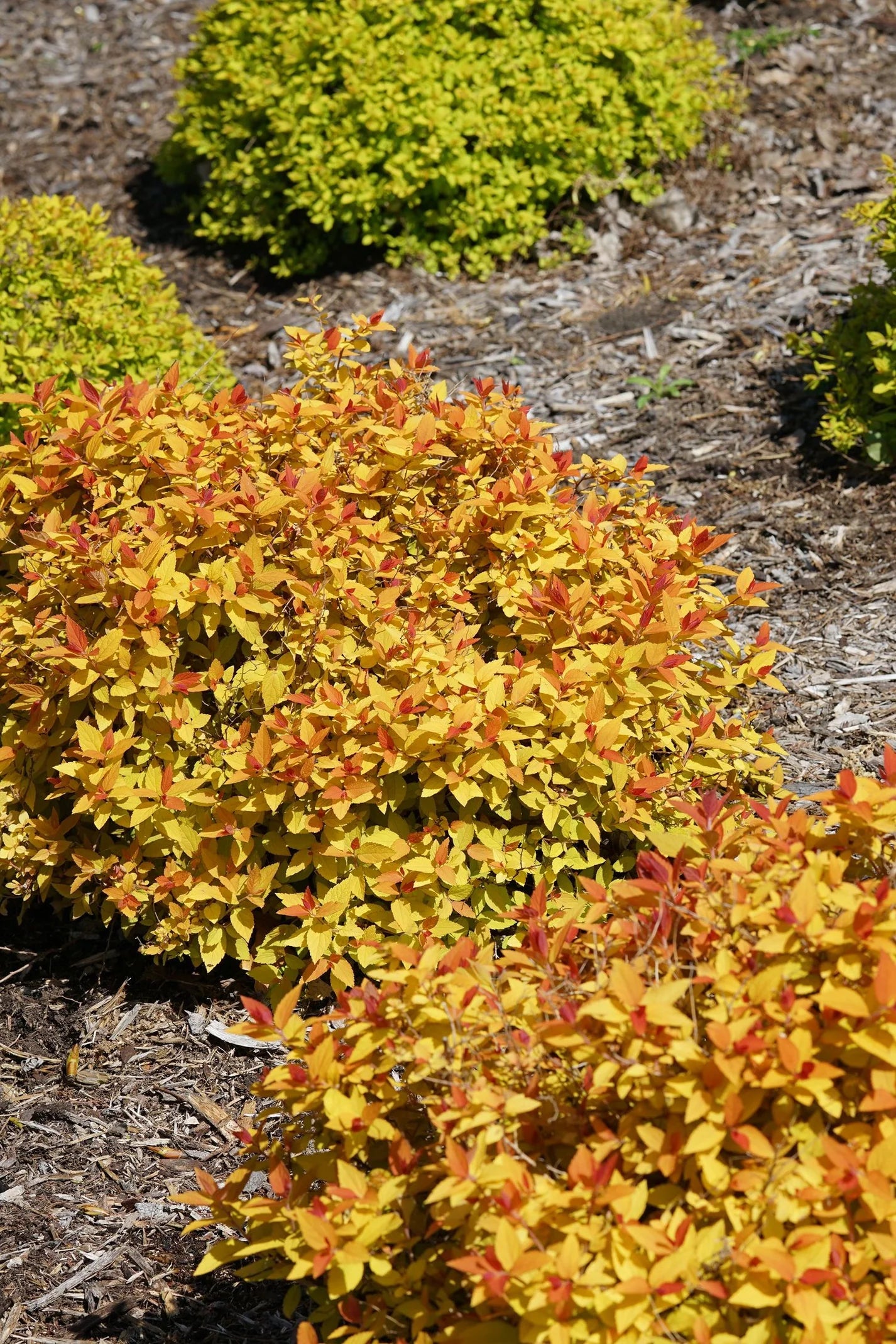 Double Play Candy Corn Spirea Shrub image 3
