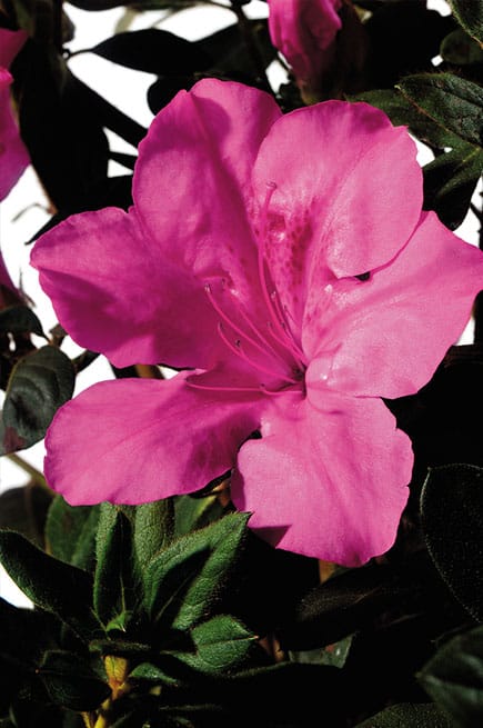 Autumn Sangria Azalea Shrub - 3 Gallon image 2