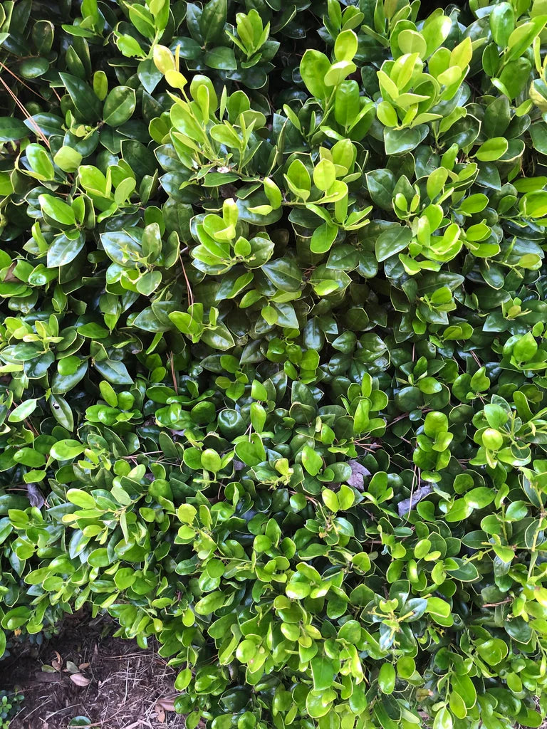 Carissa Holly Shrub image 3