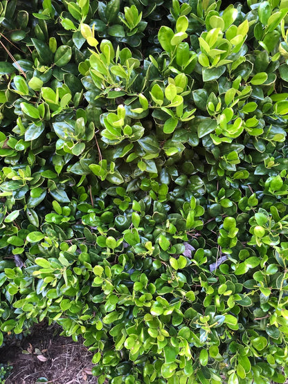 Carissa Holly Shrub image 3