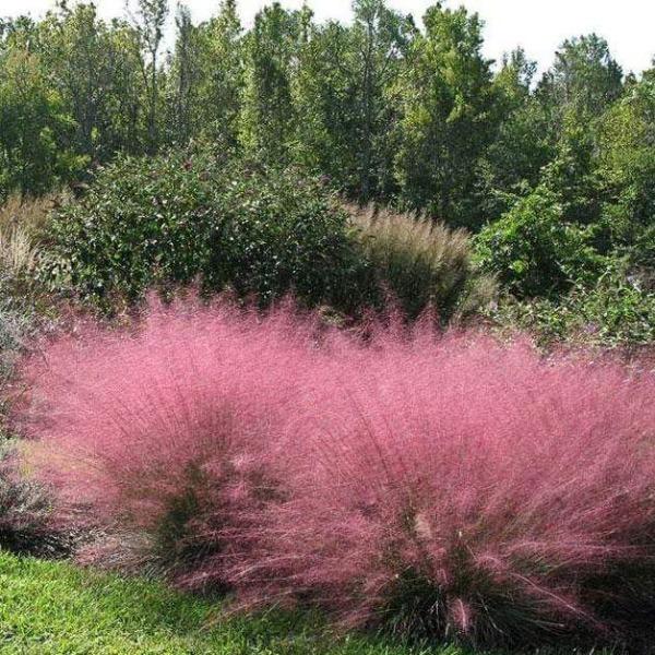 Pink Muhly Grass Perennial - 1 Gallon image 0