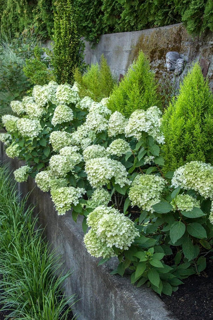 Little Lime® Hydrangea - 3 Gallon