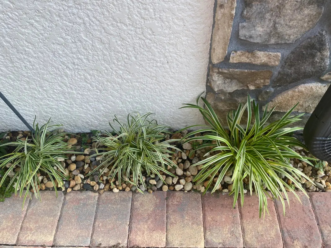 Variegated Liriope Perennial - 1 Gallon (2 Pack) image 2