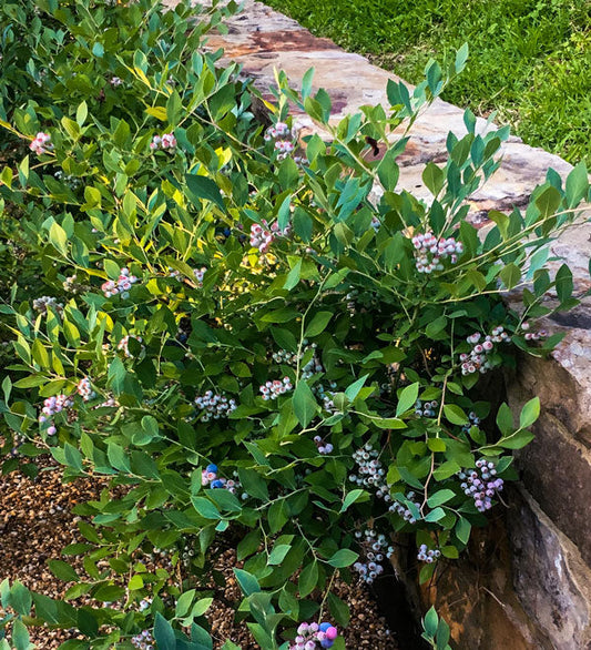 Bless Your Heart Blueberry Shrub image 0