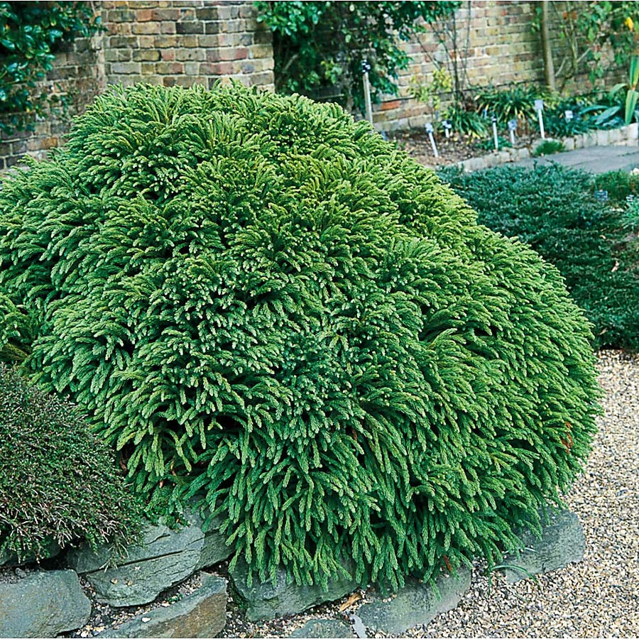 Dwarf Japanese Cedar Shrub - 3 Gallon image 2