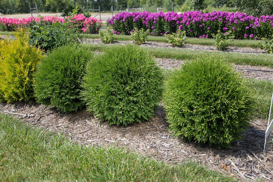 Hetz Midget Arborvitae - 3 Gallon image 0