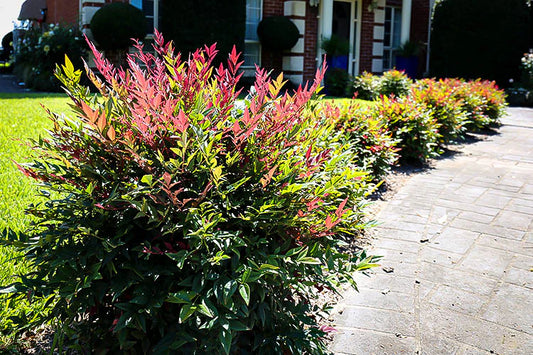 Obsession Nandina Shrub image 0