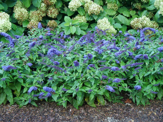 Pugster Blue® Dwarf Butterfly Bush - 3 Gallon