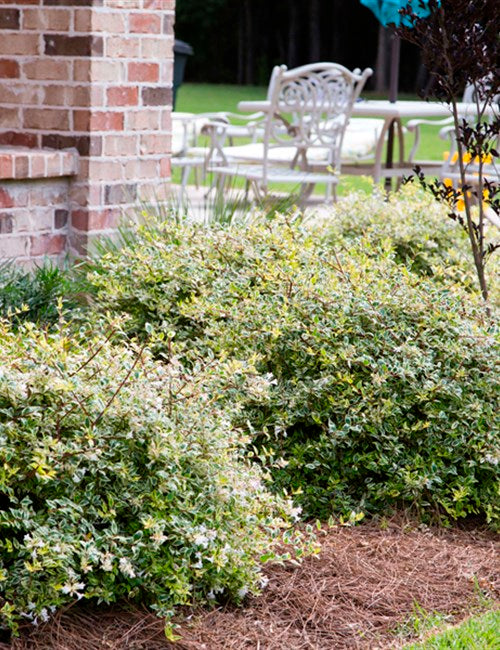 Radiance Abelia - 3 Gallon